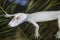 Portrait Of A Very Young Albino Alligator