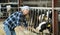 Portrait of veterinary technician feeding cows