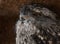 Portrait of a  vibrant bird in the zoo  on a sunny day with a blurry background