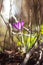 A portrait of a vibrant purple crocus flower standing in between other vegetation in a garden during spring. The sunlight lights