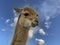 A portrait Vicuna at Highland Wildlife Park, Highland, Scotland, UK