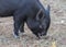 Portrait of a Vietnamese Pot-bellied piglet