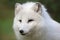 Portrait view Arctic Fox (Vulpes lagopus)