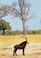 Portrait view of a beautiful Sable Antelope which is standing in front of a bare tree with a pale blue sky background in Hwange Na