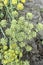 Portrait view of Blooming dill garden or smelly (Anethum graveolens) fresh herbs.