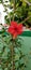 portrait view blossom of red hibiscus morning vibe out of focus