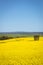 Portrait view of canola field in the Barossa Valley, South Australia.