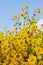 Portrait View Chrysanthemum Flower or Mums Flower