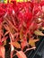 Portrait view, Close up shot of fiery red celosia flowers at a park