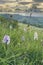 Portrait view of Common Spotted Orchis in chalk grassland on the Sussex South Downs