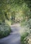 Portrait view of a country lane through wild flowers