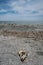 Portrait view of a dead tilapia fish head washed up on the shores of the Salton Sea in Bombay Beach California