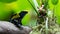 Portrait view of a Dyeing Poison Frog `Tumucumaque`