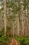 Portrait view of forestry track winding through a tall Karri Forest at Boranup in Western Australia