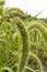 Portrait view of Italian millet, A closeup shot of foxtail millet plants. Setaria italica crops in the fields in autumn