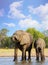 Portrait view of a little and large elephant drinking from a waterhole with nice blue cloudy sky