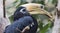 Portrait view of an Oriental Pied Hornbill