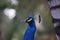 Portrait view of a Peacock