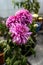 Portrait view of Pink chrysanthemum flower. Beautiful Chrysanthemum flower blooming. Chrysanthemums blossom season