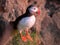 Portrait view of Puffins birds with orange beaks at sunset. Westfjords, Iceland.