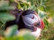 Portrait view of Puffins birds with orange beaks at sunset. Westfjords, Iceland.