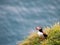 Portrait view of Puffins birds with orange beaks at sunset. Westfjords, Iceland.
