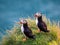 Portrait view of Puffins birds with orange beaks at sunset. Westfjords, Iceland.