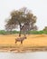 Portrait view of a Roan Antelope walking across the plains with a large tree in the background