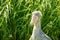 Portrait view of a Shoebill, also called Abu Markub, Latin Balaeniceps rex