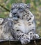 Portrait view of a Snow leopard