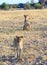 Portrait view of two lions one in the foreground and one in the back with a lodge in view, Hwange National Park, Zimbabwe