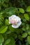 Portrait view of white rose. Rosa alba