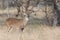 Portrait view of whitetail buck