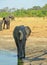 Portrait view of a wild african elephant who as recently sprayed itself with water to keep cool in Hwange National Park, Zimbabwe