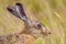 Portrait of vigilant European Hare in grass