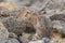 Portrait of vigilant European Hare Lepus europeaus hiding in stones and relying on camouflage