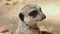 Portrait of vigilant meerkat.Suricata suricatta.