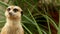 Portrait of vigilant meerkats.