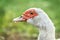 Portrait village ducks