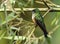 Portrait of Violet-tailed Sylph hummingbird perching,Ecuador