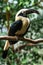 Portrait of Visayan hornbill