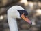 Portrait of vulgar swan