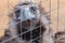 Portrait of a vulture behind the fence at the zoo