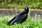 Portrait of a vulture in the city of bogota colombia