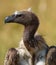 Portrait of a vulture. Close-up. Kenya. Tanzania.