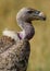 Portrait of a vulture. Close-up. Kenya. Tanzania.