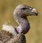 Portrait of a vulture. Close-up. Kenya. Tanzania.