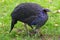 Portrait of the Vulturine Guineafowl (Acryllium vulturinum)