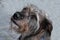 Portrait of a wakeful schnauzer mixed dog