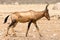 Portrait of wakling Red Hartebeest